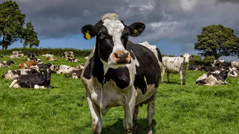 Getty Images A cow stands in a grass field. Other cows can be seen sitting on the grass behind it. Trees can also be seen in the background with grey skies overhead. 