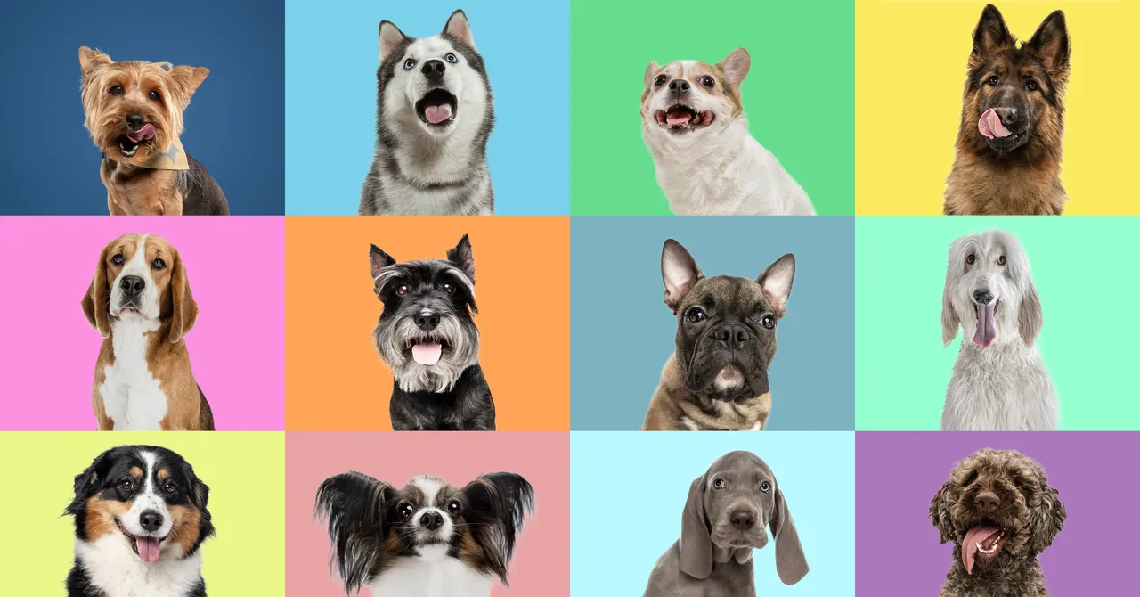 ‘Wolf DNA’ Lurks in Many Modern Dog Breeds