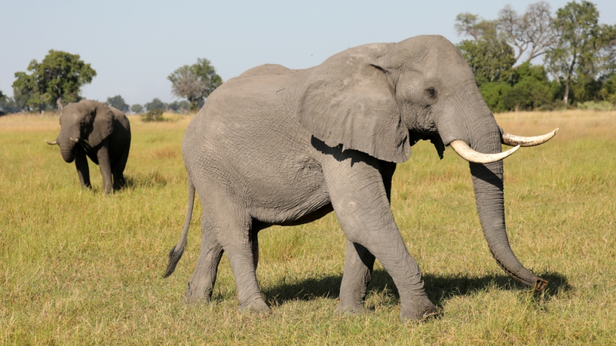 Why are conservationists alarmed about Botswana’s biggest elephant hunt? | Wildlife News