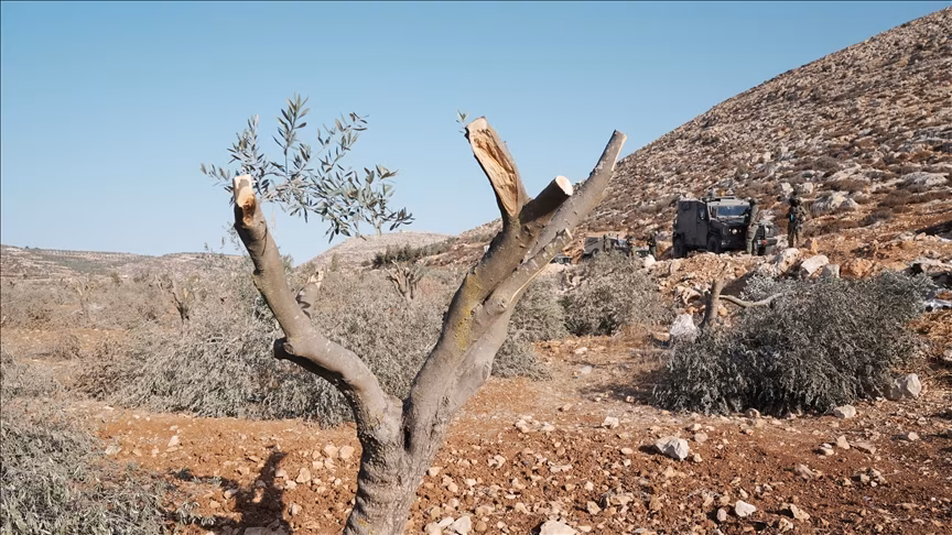 Palestinian Report: Occupation Damaged 3,413 Trees in the West Bank During a Week