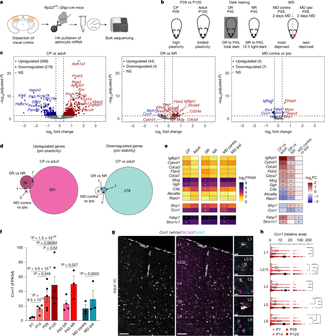 Astrocyte CCN1 stabilizes neural circuits in the adult brain