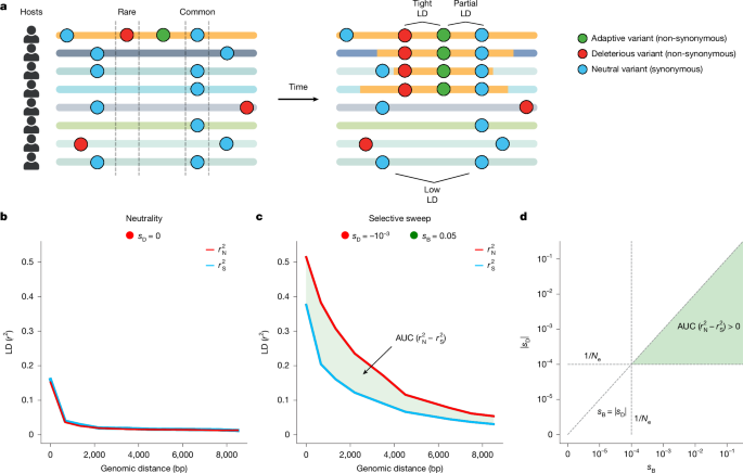 Gene-specific selective sweeps are pervasive across human gut microbiomes