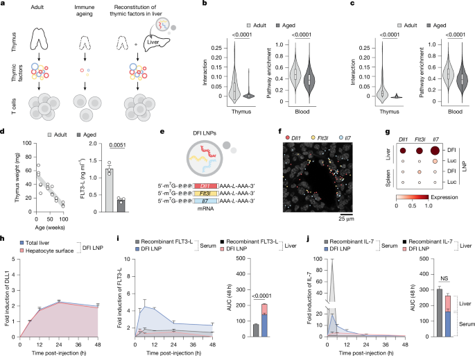 Transient hepatic reconstitution of trophic factors enhances aged immunity