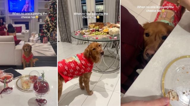 Golden Retriever Makes the Saddest Face When No One Pays Cheese Tax