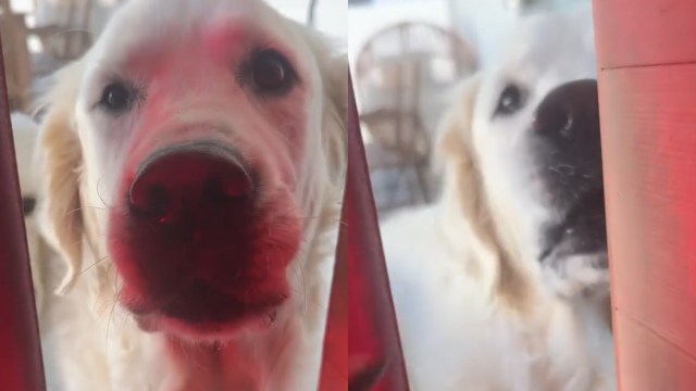 Golden Retrievers Aren’t Pleased About the New Sauna at Home