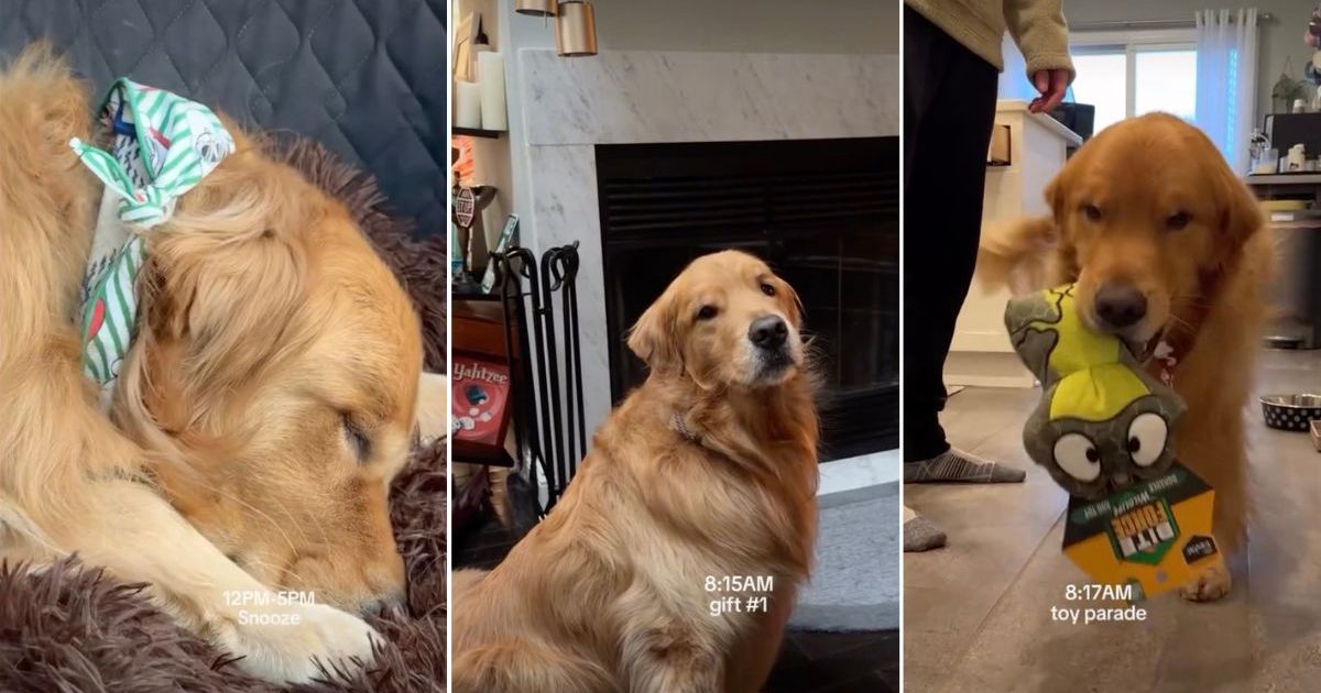 Video: Golden Retriever Does ‘Toy Parade’ With Christmas Gifts
