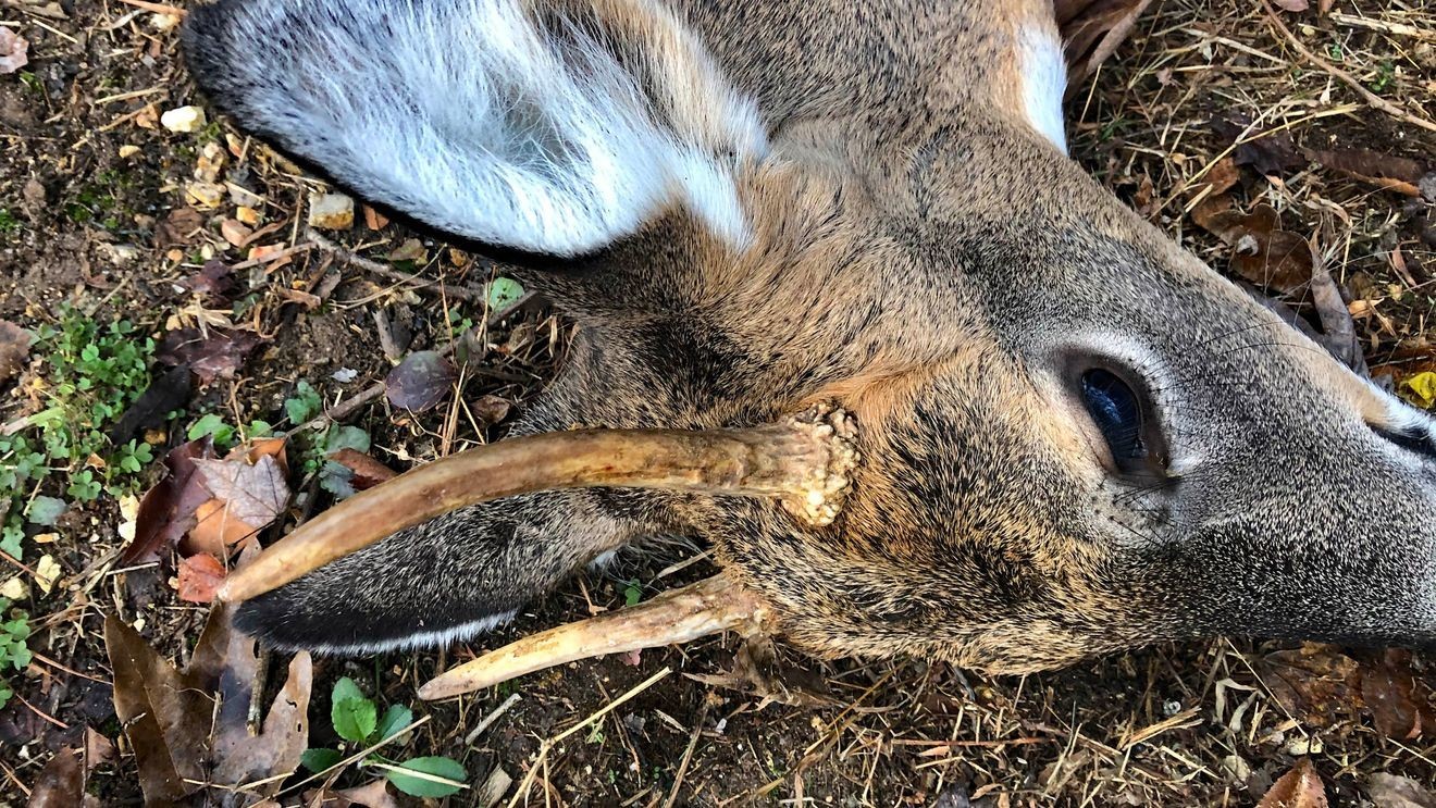 Chronic wasting disease in Tennessee whitetail deer continues creeping eastward