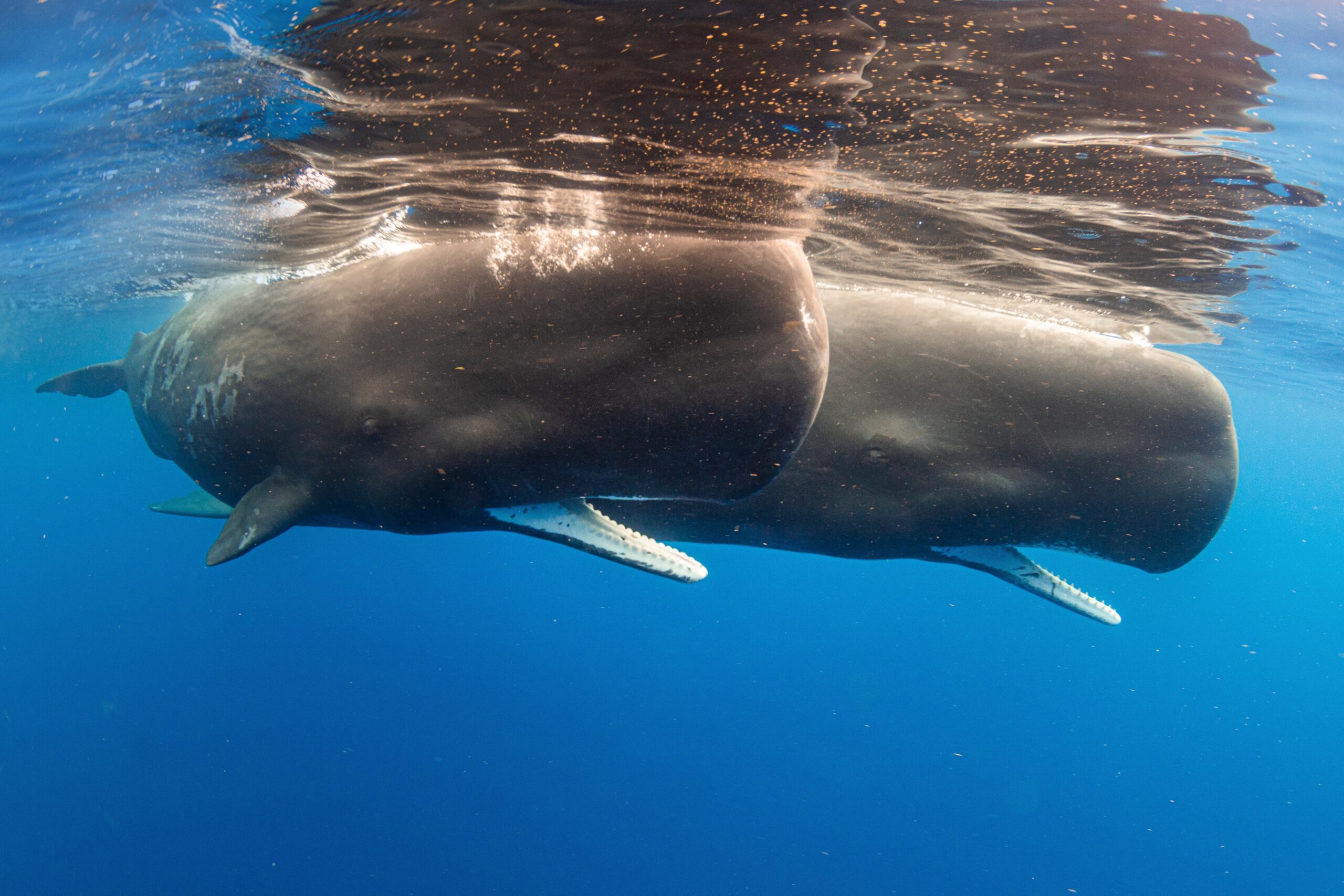 Drone whale breath sampling hints at deadly virus in Arctic