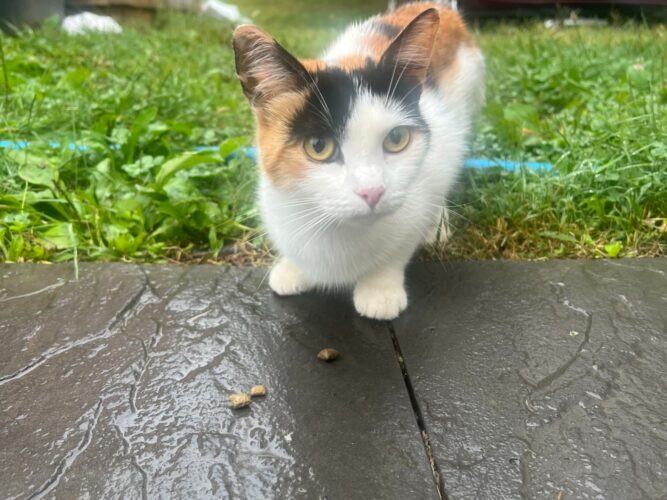 Family attacked by rabid cat falls through gaps in animal control system | News, Sports, Jobs