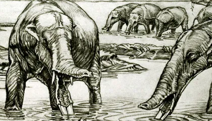 Strange, Shovel-Tusked Elephants Puzzled Paleontologists, Until Experts Took a Closer Look at Their Teeth