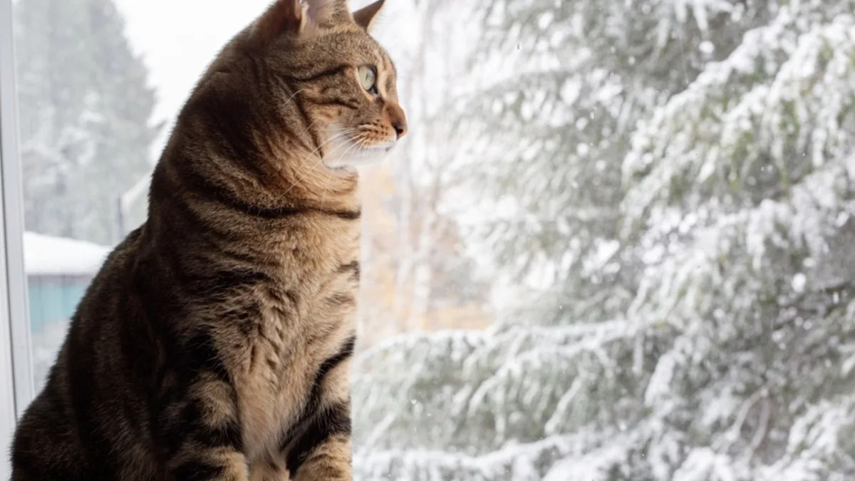 Mom Brings Snow Inside for Her Disabled Cat to Enjoy, and It’s Giving People All the Feelings