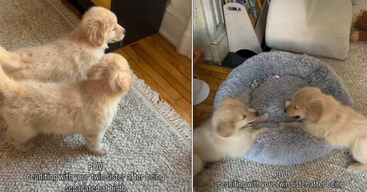 Golden Retriever Siblings Separated at Birth Reunite in Cute Video