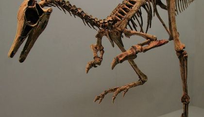 Small, Stubby-Armed Dinosaurs Have Confounded Paleontologists. Are Answers Finally Within Reach?