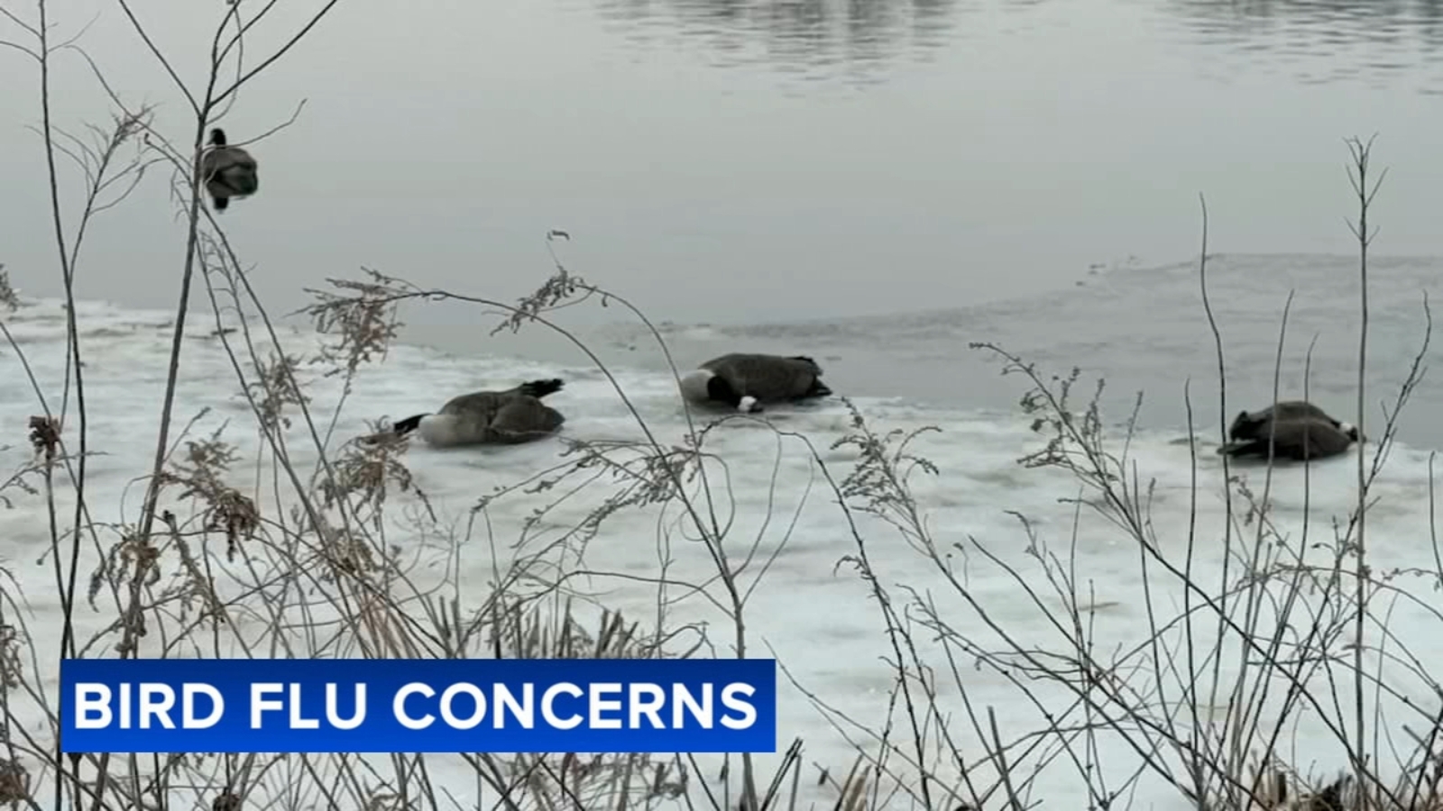 Bird flu concerns: Traumatized Hainesport Twp. residents forced to dispose dead birds amid suspected outbreak