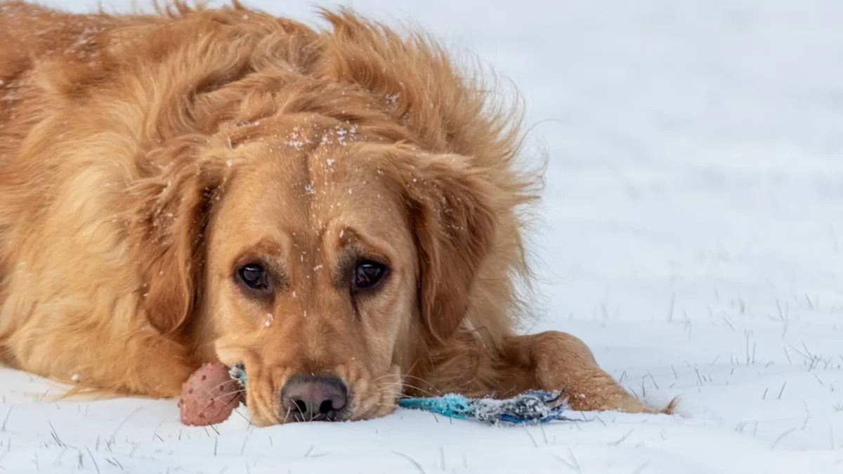 Senior Golden Retriever Gets One Last Snow Day and It’s Beautiful