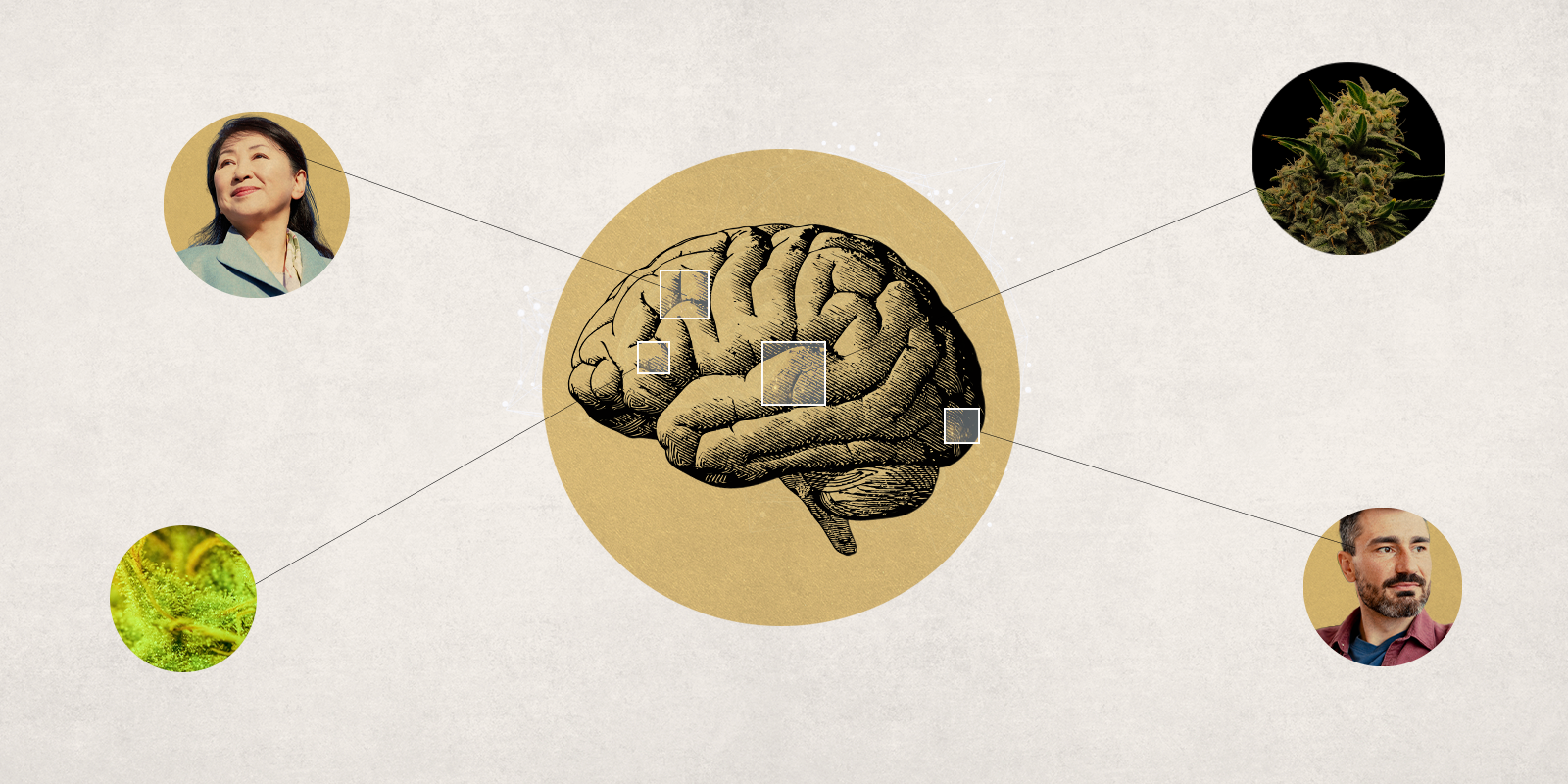 Study Finds Cannabis Usage in Middle Aged and Older Adults Associated With Larger Brain Volume, Better Cognitive Function