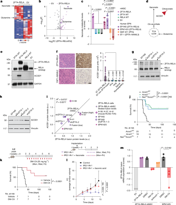 ZFTA–RELA ependymomas make itaconate to epigenetically drive fusion expression