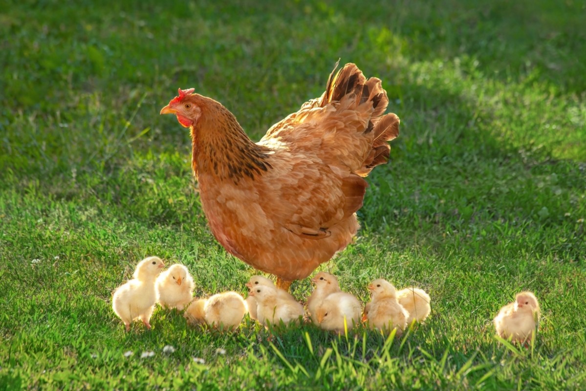 Woman Has Cutest Way of Teaching Her Golden Retriever Not To Chase the Chickens