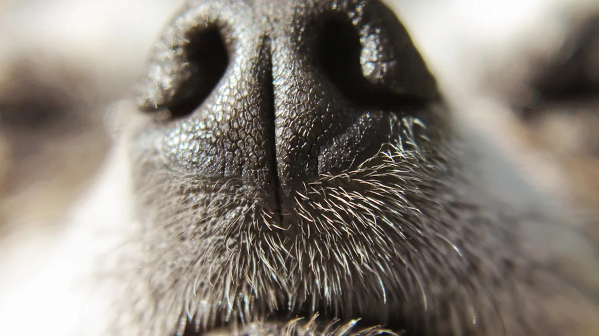 Tiny Long-Haired Chihuahua in Pink Sweater Deemed ‘Cutest Dog on the Planet’ by Adoring Fans