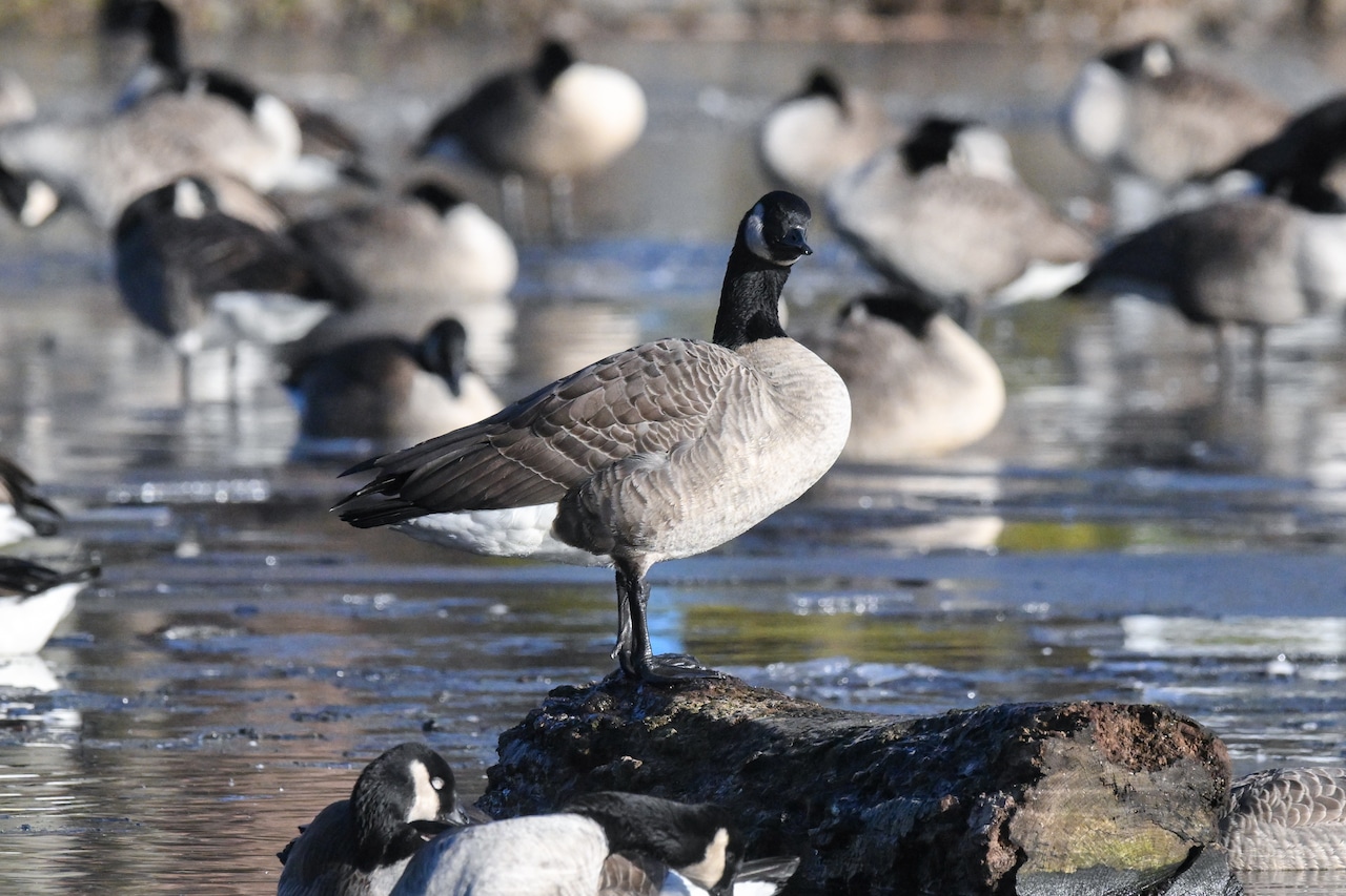 Are there dead geese in your neighborhood? Where mass casualties have been be reported in N.J. and what to do.