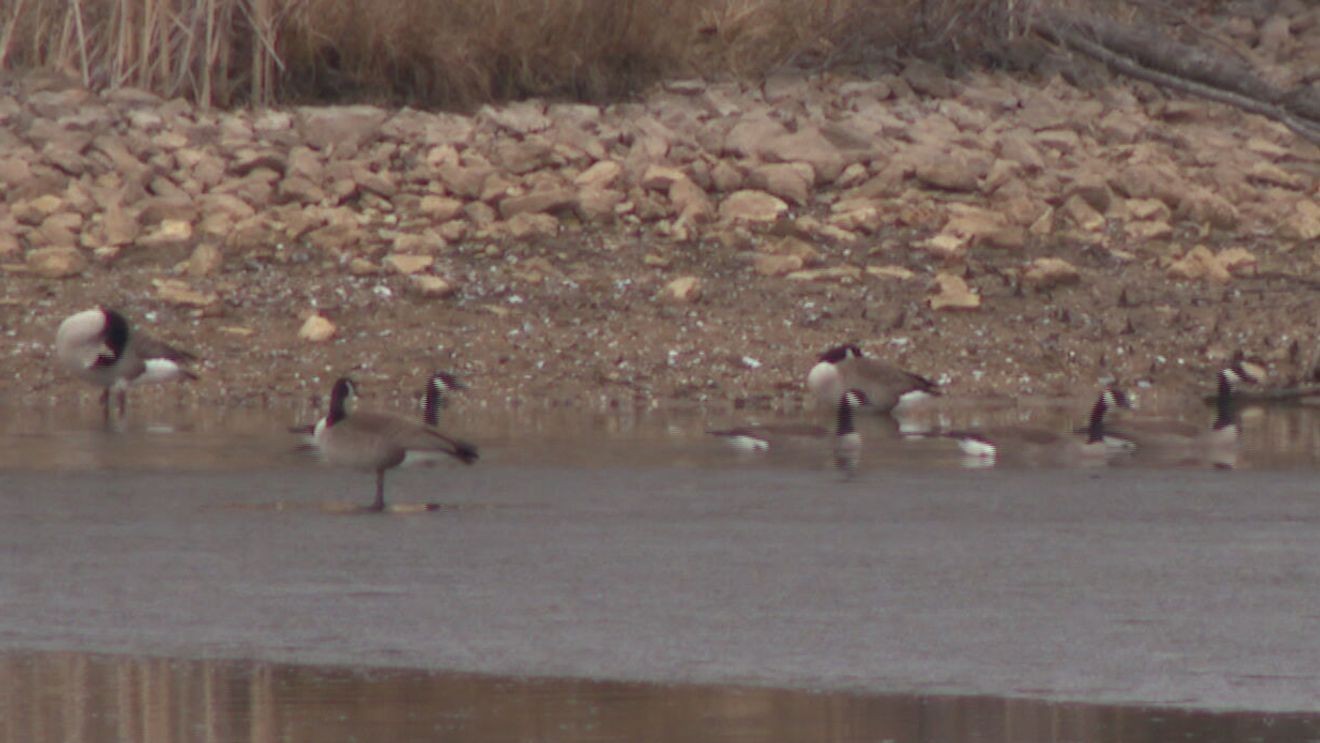 Multiple agencies respond as nearly 100 geese found dead in Brown County