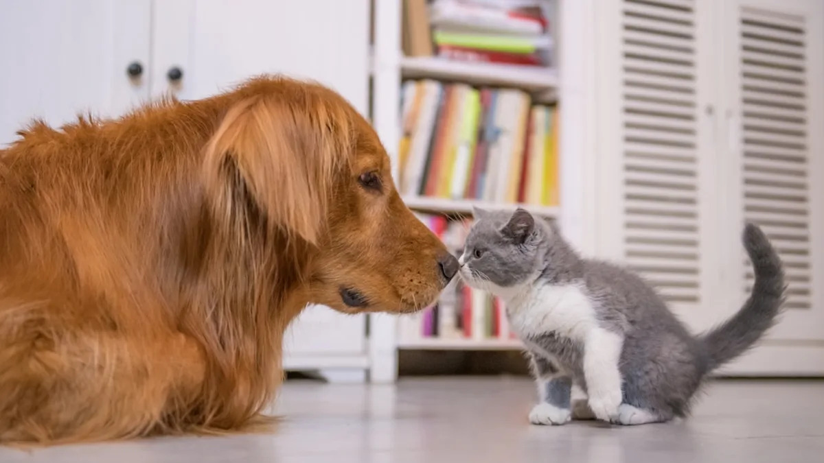 ‘Scaredy-Cat’ Golden Retriever ‘Bows Down’ to ‘Tiny’ Cat