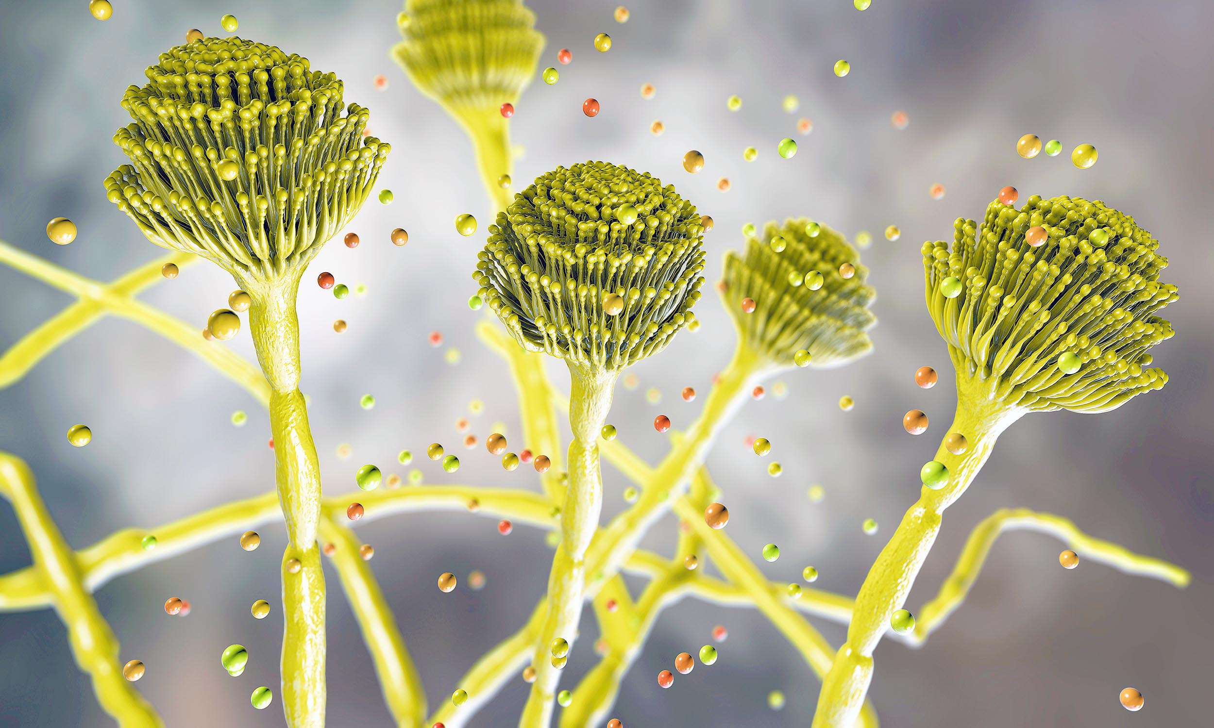 Fungus that can “eat you from the inside out” is spreading globally