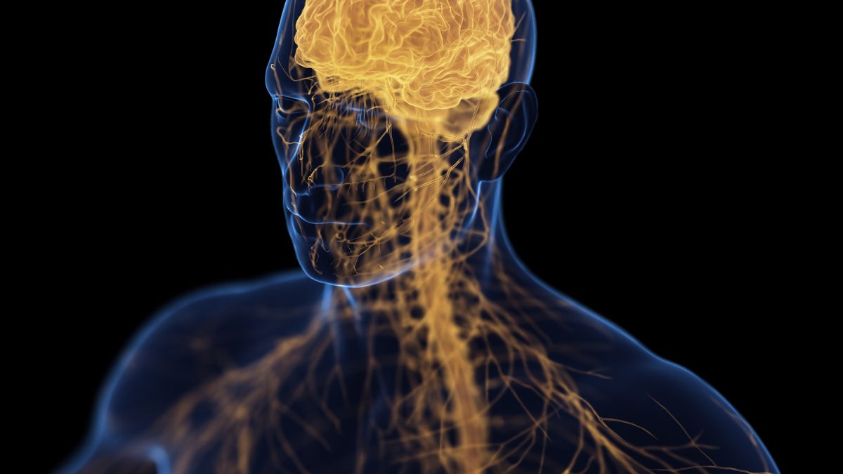 ‘Brain-Bone-Axis’ May Link Depression With Osteoporosis, Study Claims : ScienceAlert