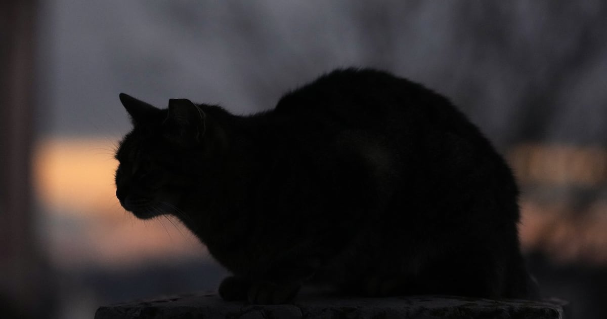 Could insight from cats lead to breast cancer cures? – CTV News