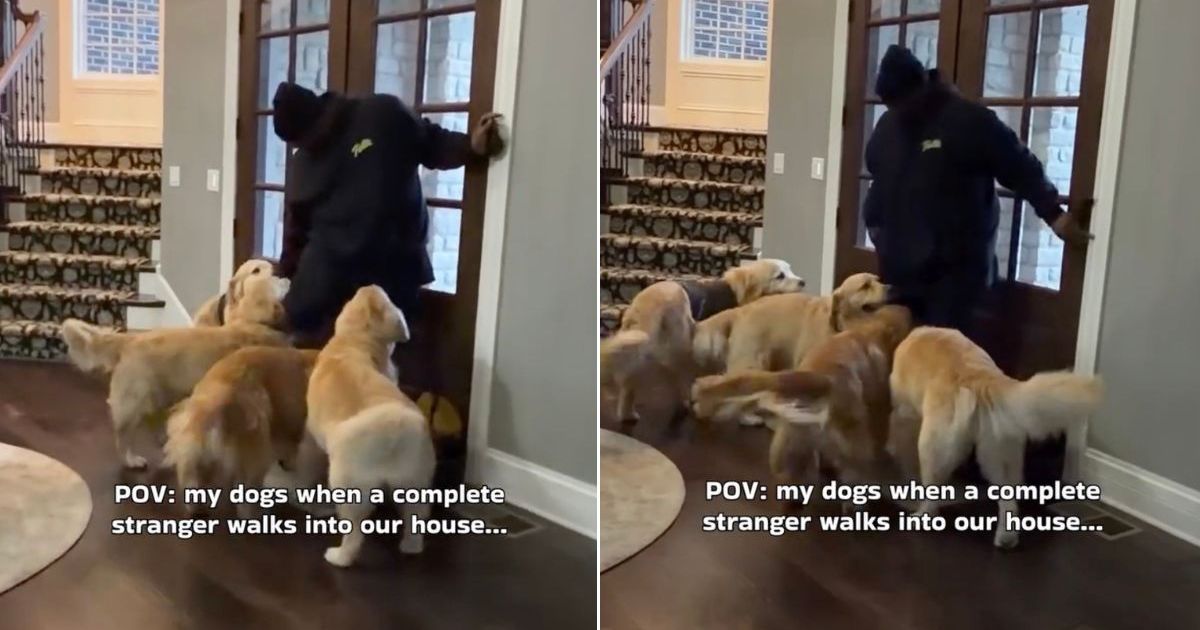 Video: Golden Retriever Pack React To Stranger Walking Into the House