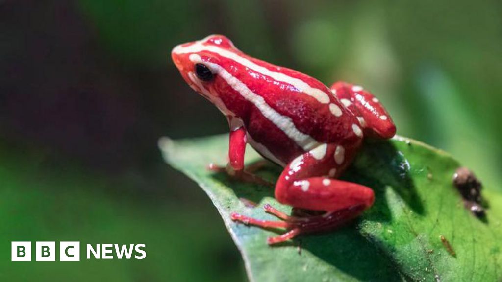 What is the dart frog toxin allegedly used to kill Alexei Navalny? – BBC