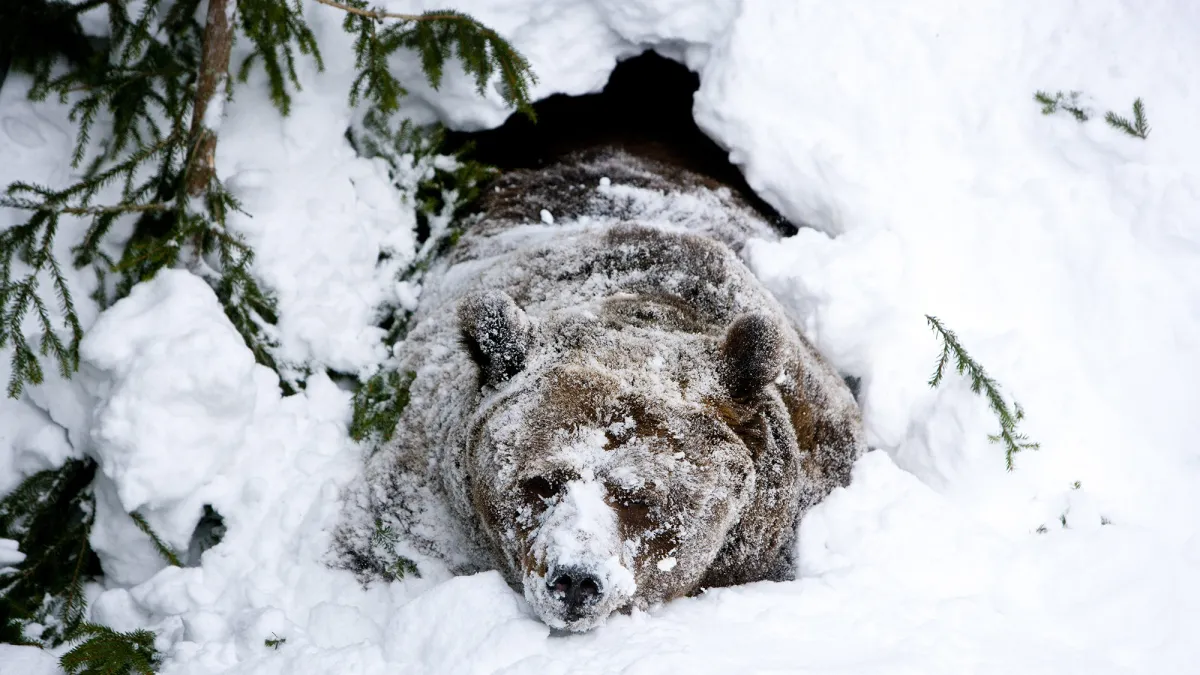 No, bears don’t actually hibernate