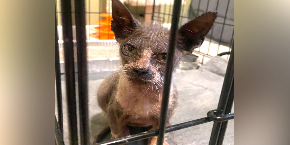 Scruffy ‘Gremlin’ Turns Into A Handsome Tuxedo Boy After A Bit Of TLC