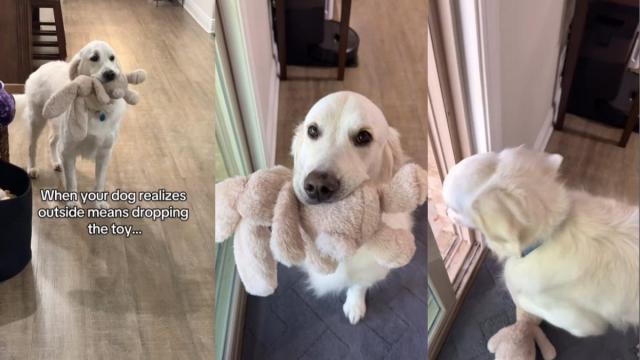 Golden Retriever Is Confused When Told to Drop Toy to Go Outside
