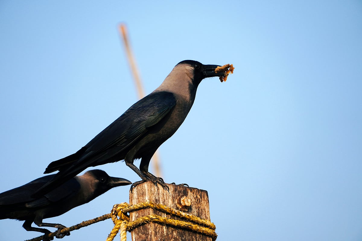 Over 1,000 Crows Dead in Chennai, Statewide Surveillance Intensified