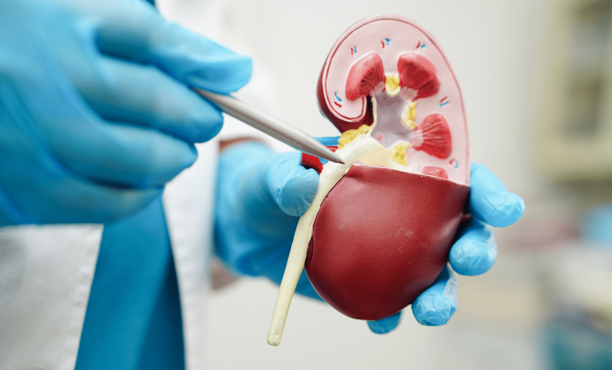 Scientists Just Created a Kidney That Can Be Transplanted to Anyone, Regardless of Blood Type