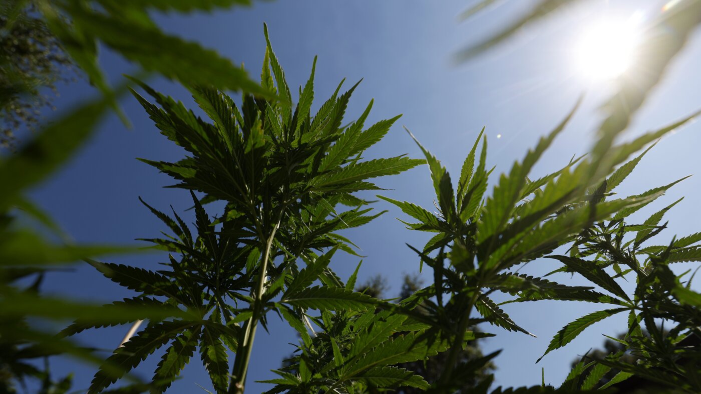 Teen cannabis use linked to psychosis and bipolar disorders in study : NPR