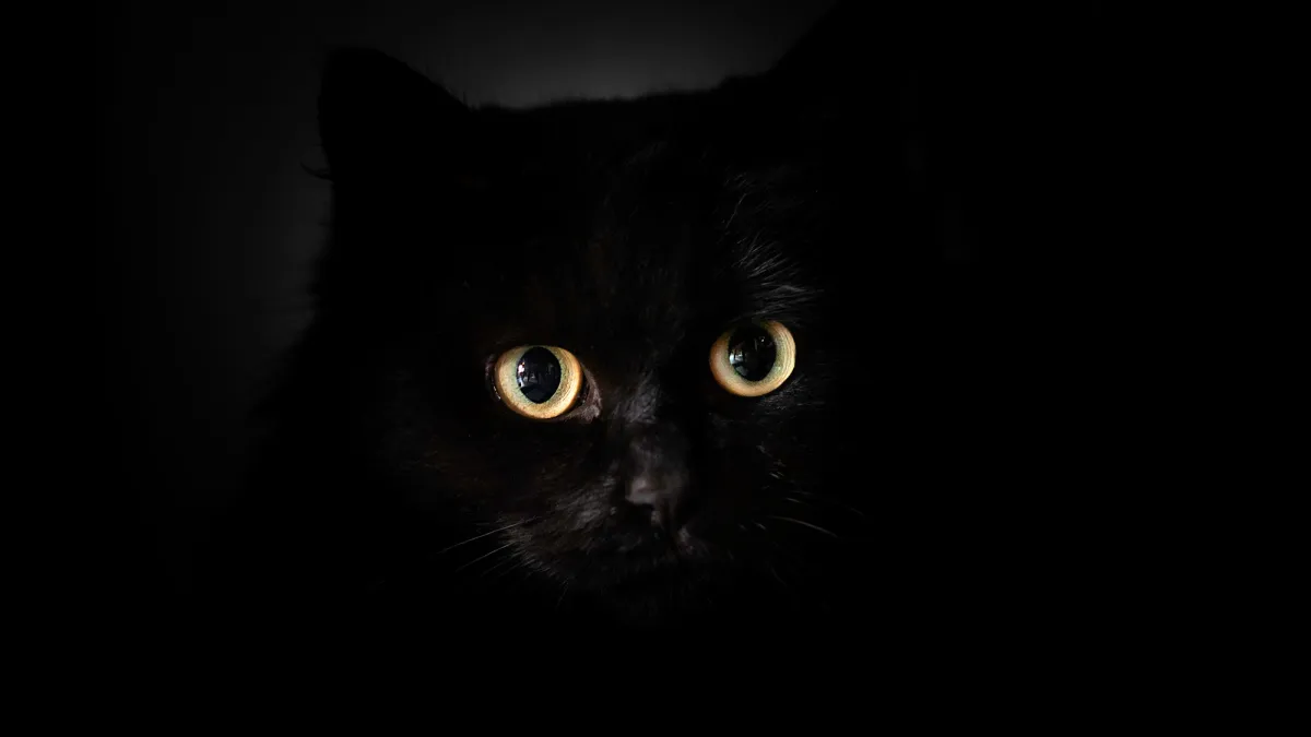 Why do cats’ eyes glow in the dark?
