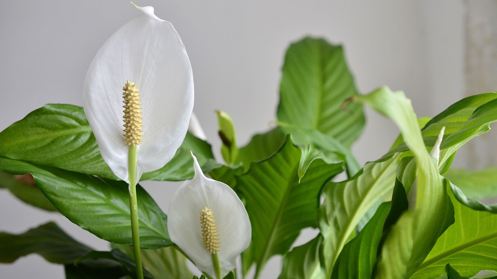 Why you should never water your peace lily with tap water — and what to use instead