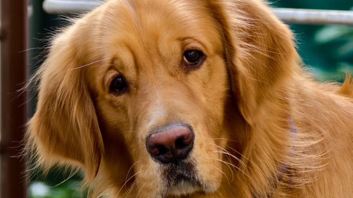 Fluffy Golden Retriever Gives the Most Offended Face After Being Called ‘Chonky’