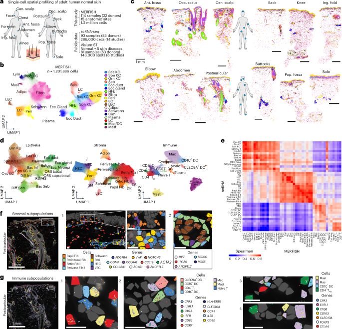 Single-cell spatial transcriptomic analysis of human skin anatomy