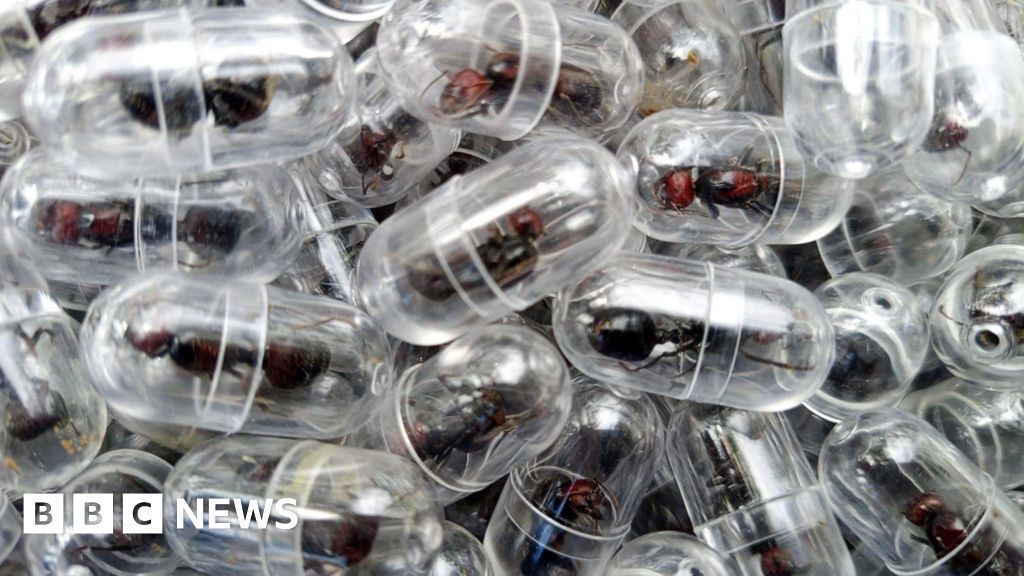 Chinese national arrested over attempt to smuggle 2,000 queen ants from Kenya – BBC