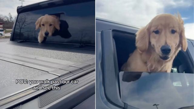 Golden Retriever Guarantees Endless Smiles When You Walk Past This Car
