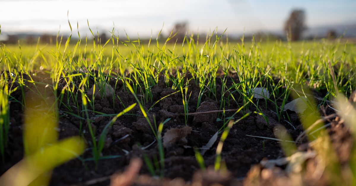 Iran war hits fertilizer supplies as Fitch warns prices could rise some 25% 