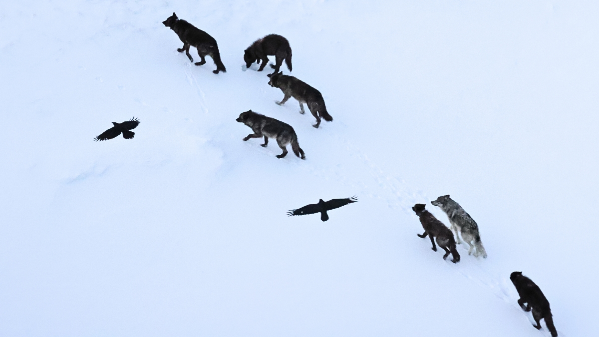 Ravens Don’t Just Follow Wolves – They Memorize Kill Sites Across Vast Distances : ScienceAlert
