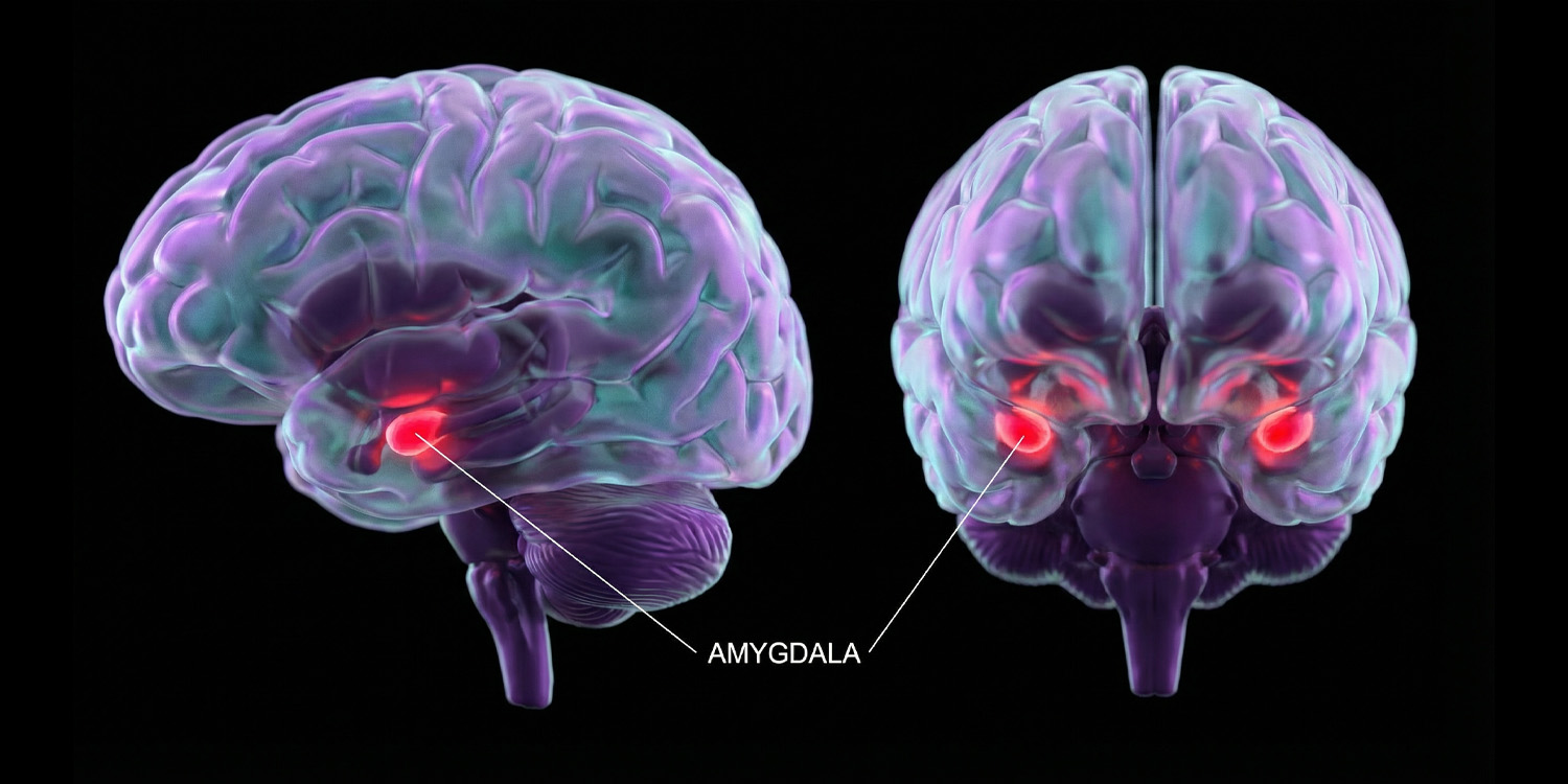 Excessive smartphone habits tied to emotional dysregulation in the brain