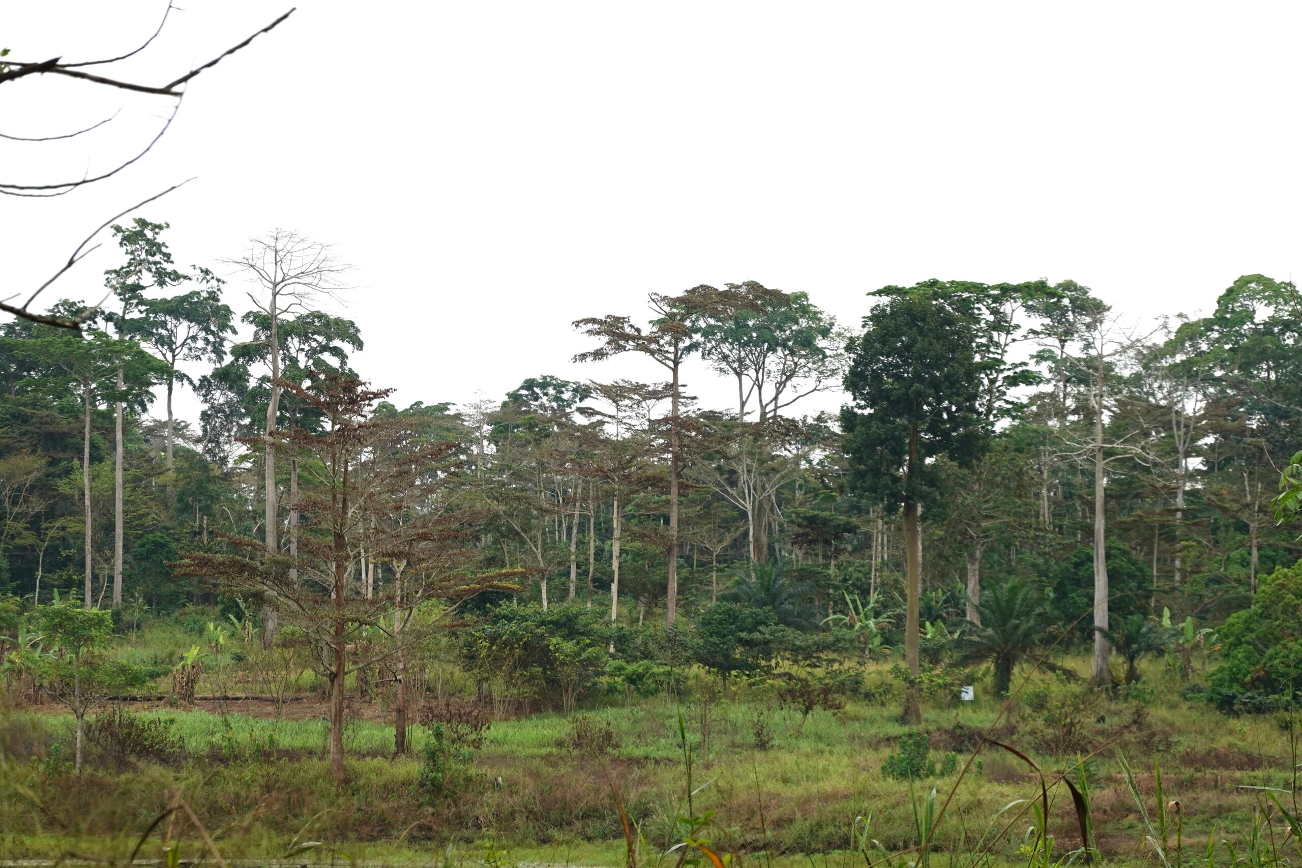 Celebrating International Day of Forests 2026: How IUCN is Conserving and Restoring Forests Worldwide – Story