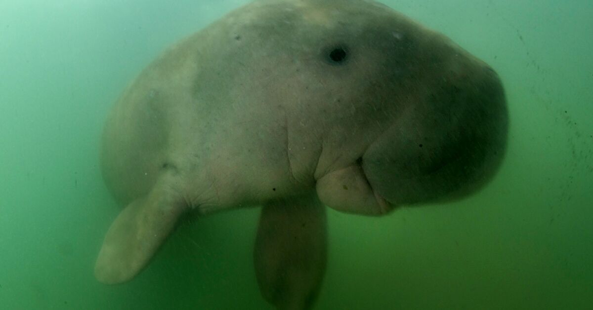 War threatens Gulf’s dugongs, turtles and birds