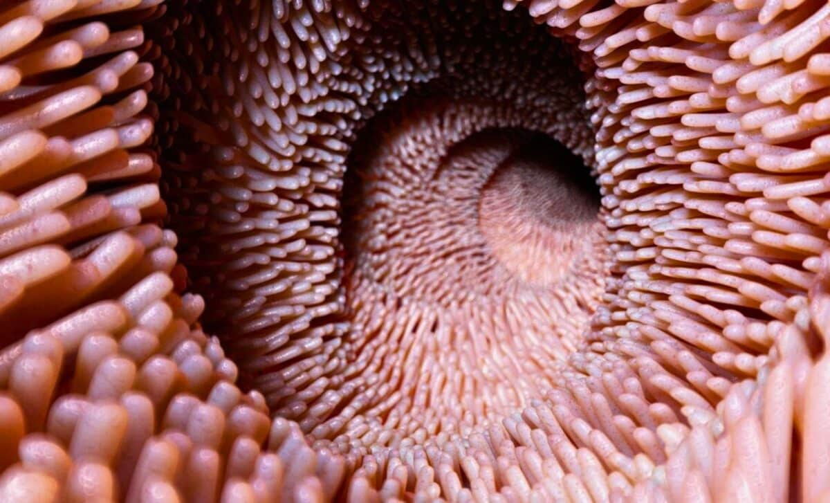 Scientists Found a Microbial Transfer That Reversed Biological Age Decline in Damaged Gut Tissue