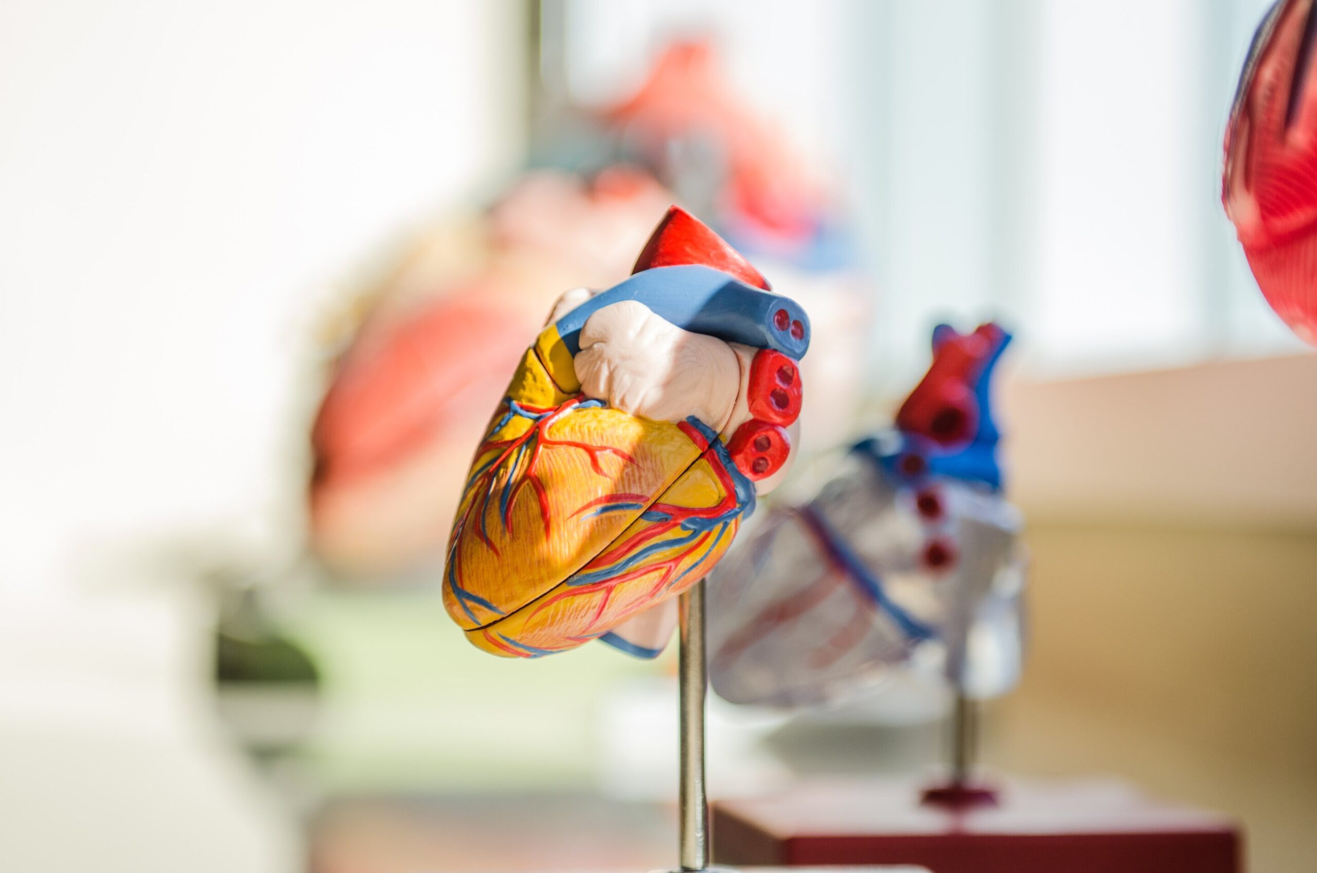 Blocking stress signals could limit harmful inflammation after heart attack